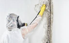 Professional Mold Inspection in Bristol, TN